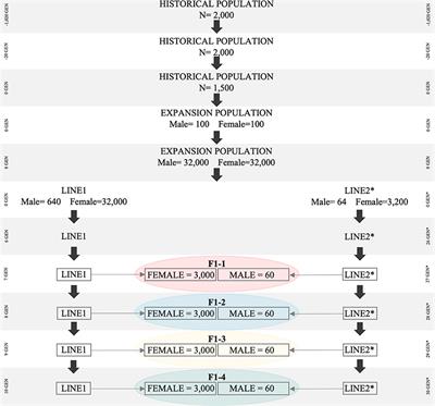 Comparing Alternative Single-Step GBLUP Approaches and Training Population Designs for Genomic Evaluation of Crossbred Animals